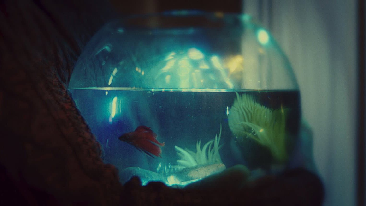 Betta