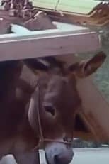 Of People and Donkeys