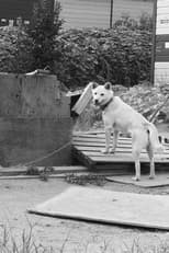 Dogs in the Sun